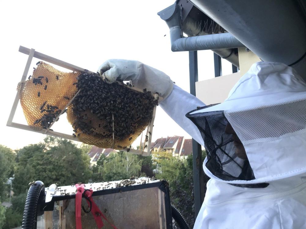 Enlèvement essaims abeilles