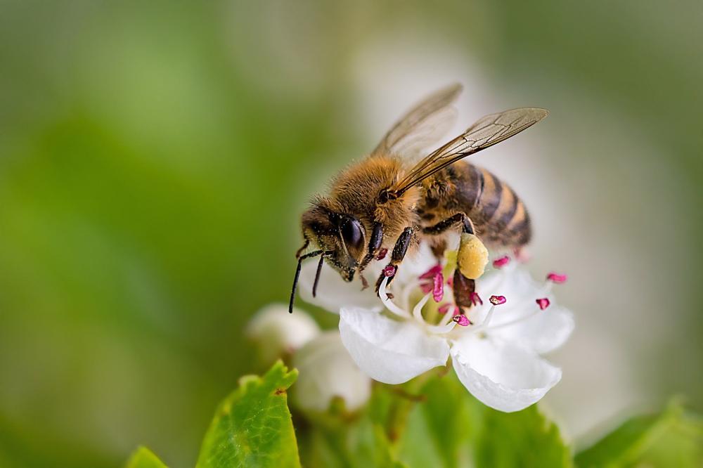 nid d'abeilles à Bischoffsheim