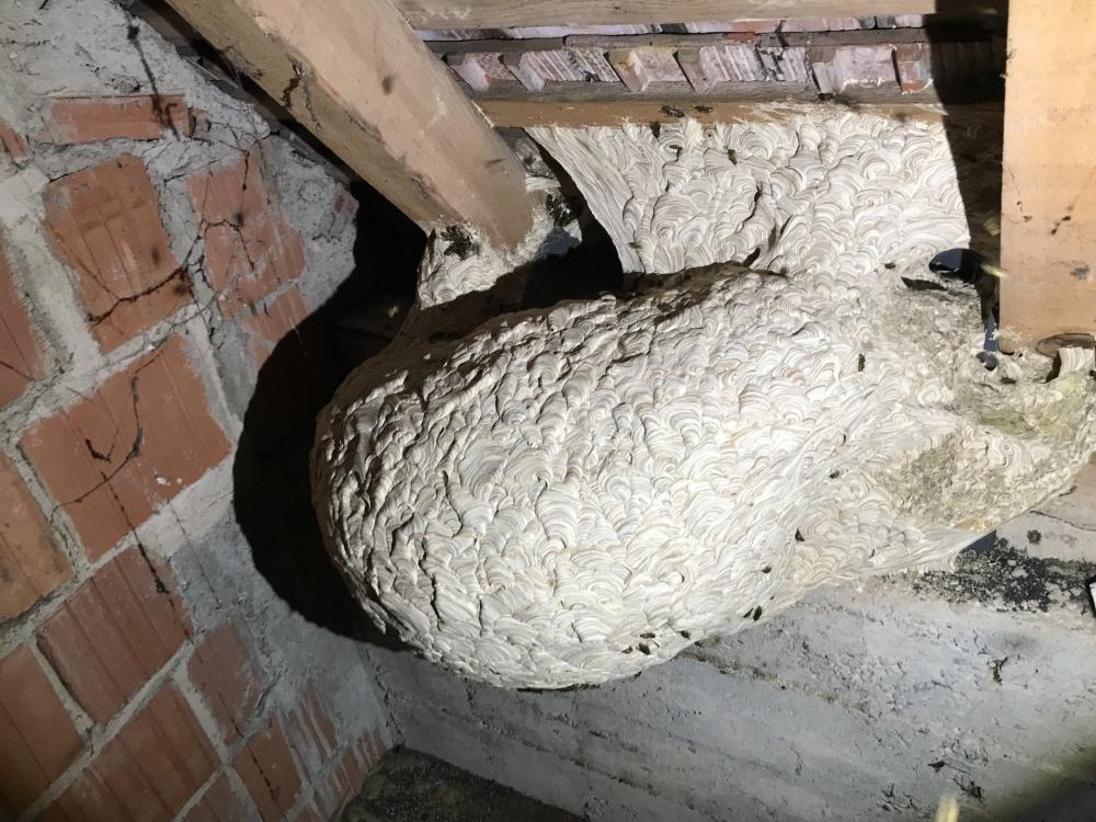 intervention nuisible à Bischoffsheim