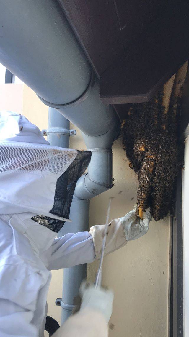 Recuperation essaims abeilles