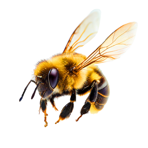 abeille