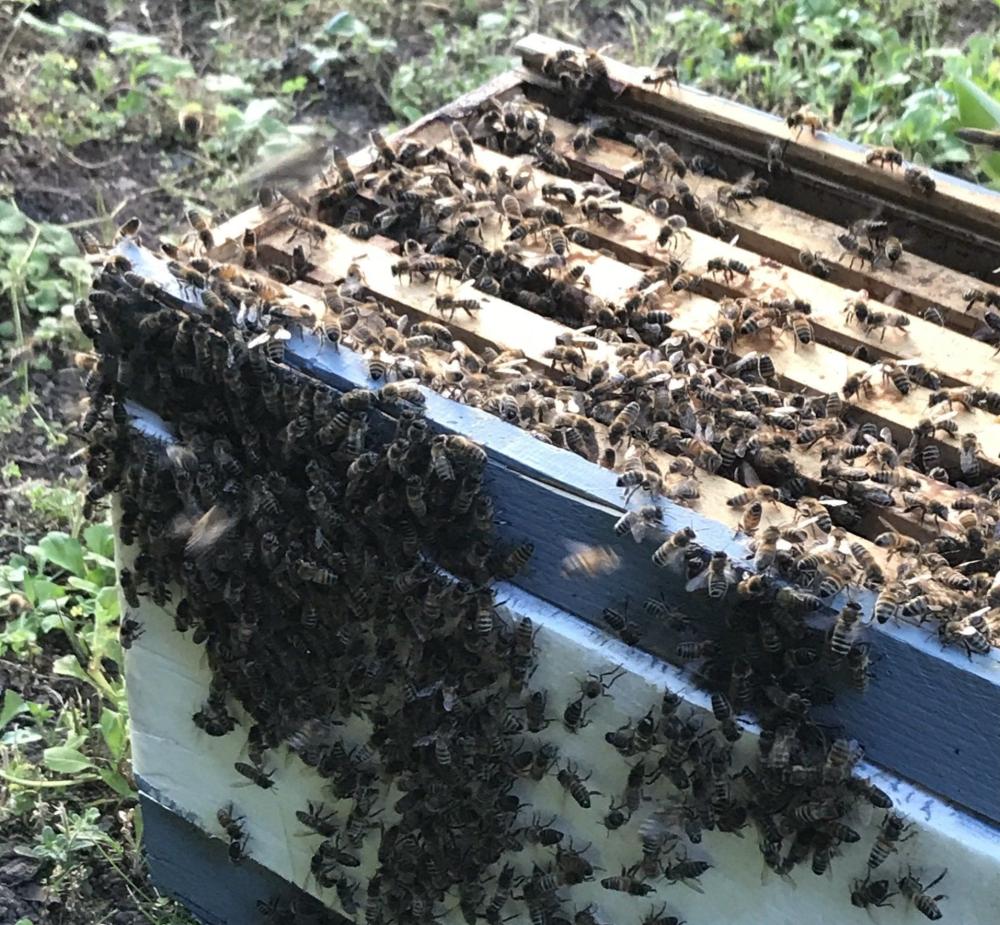 Essaims abeilles